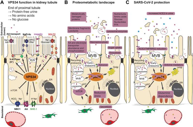 Systems analysis of kidney metabolism reveals unexpected links to viral protection