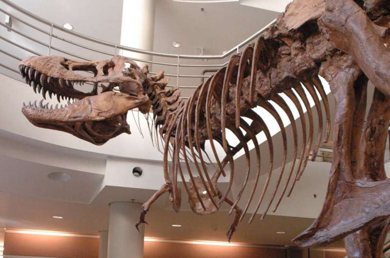 T. rex's short arms may have lowered risk of bites during feeding frenzies