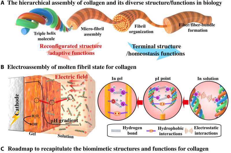 Tailoring collagen-based biomedical materials