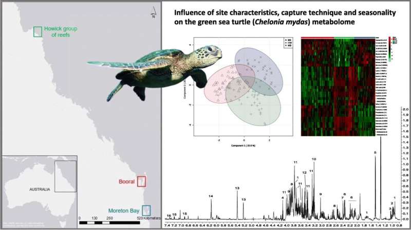 Taking a biochemical snapshot of sea turtle health