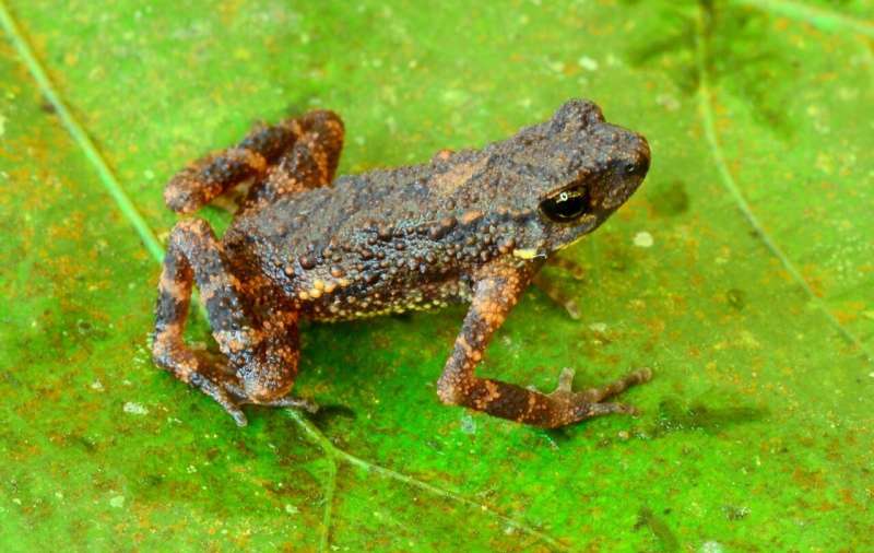 Tale of the century – 100 new species for Myanmar