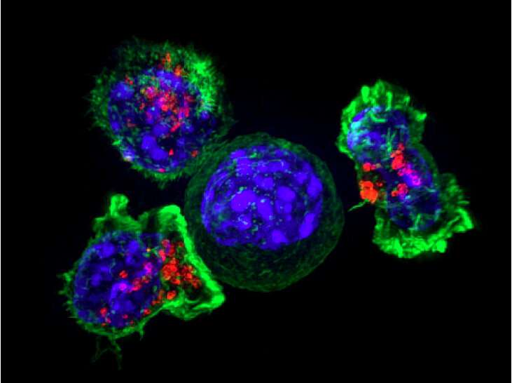 Targeted cancer vaccines eliminate tumors and prevent recurrence in mice