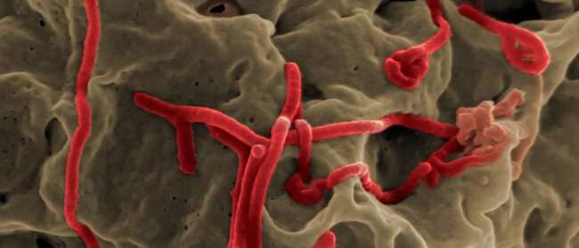 Targeting a human protein may stop Ebola virus in its tracks