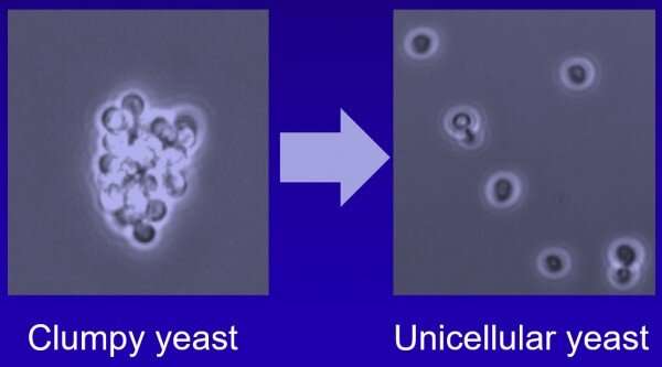 Targeting “Cell Clustering” by Gene Deletion Reduces Drug Resistance