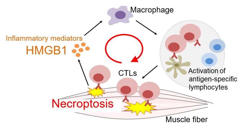 Targeting necroptosis for inflammatory myopathies
