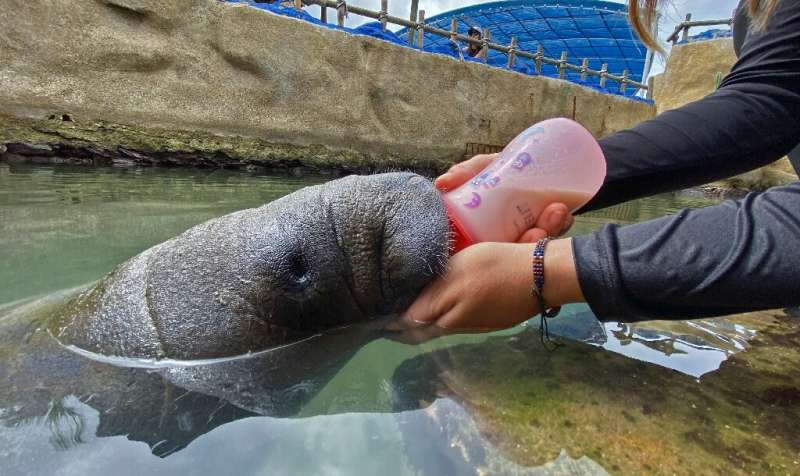 Tasajerito the manatee was found lost and orphaned in a Colombian swamp last September