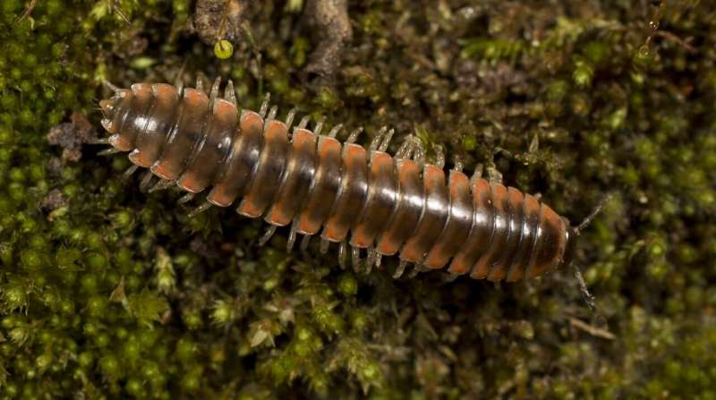 Taylor Swift, the millipede: Scientists name a new species after the singer