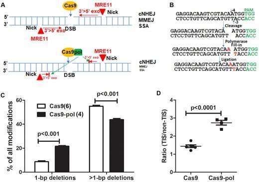 Team develops method to increase gene editing efficiency while minimizing DNA deletion sizes