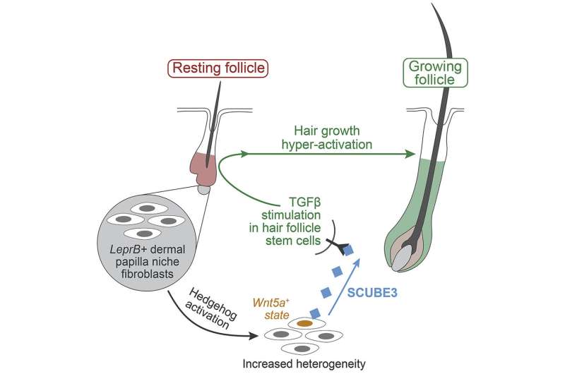 Team discovers signaling molecule that potently stimulates hair growth
