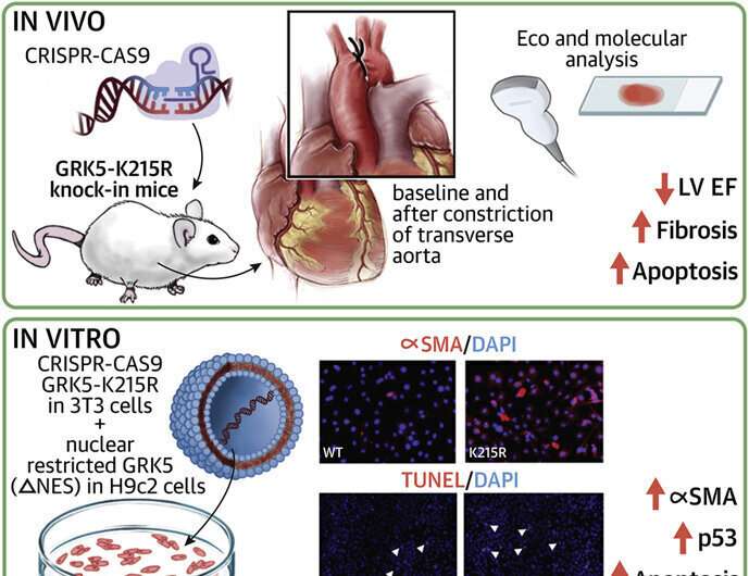 Team elucidates molecular pathway driving maladaptive processes in heart failure, making way for new therapies