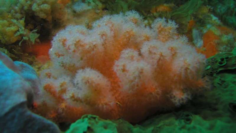 Ten new coral species discovered in science collections