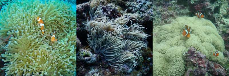 Tentacles taken from giant sea anemones reveal new genetic insights into Nemo's home