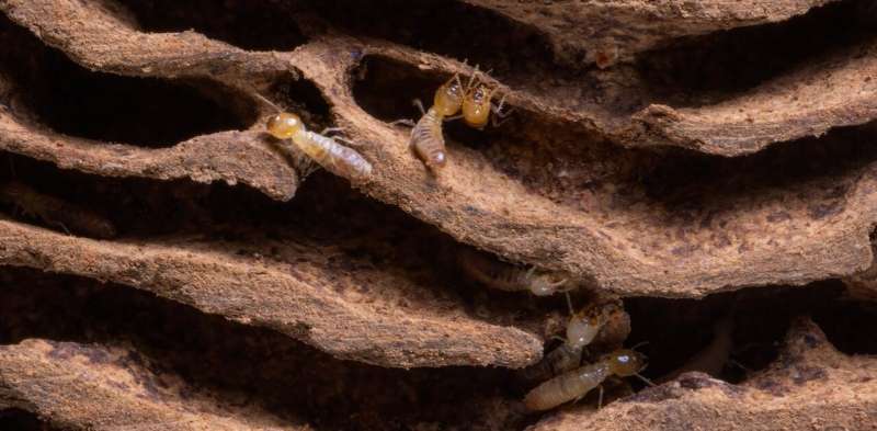 Termites love global warming, the pace of their wood munching gets significantly faster in hotter weather
