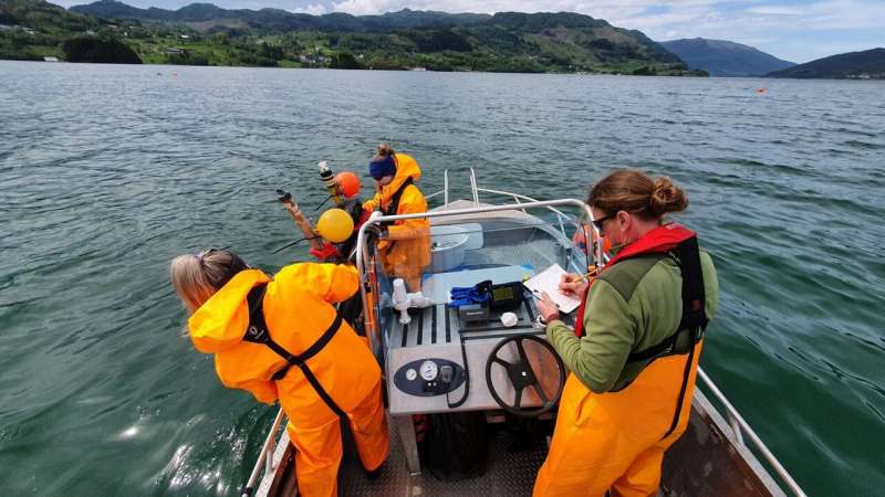 Testing lice traps on the Hardanger coast
