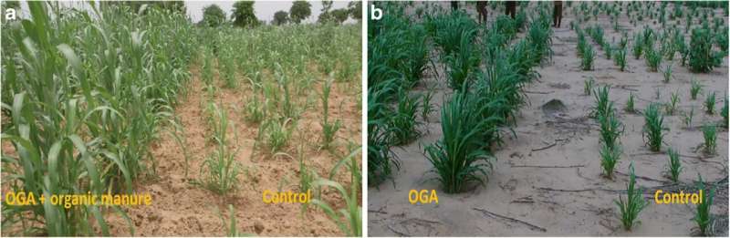 Testing the use of human urine as a natural form of fertilizer for crops