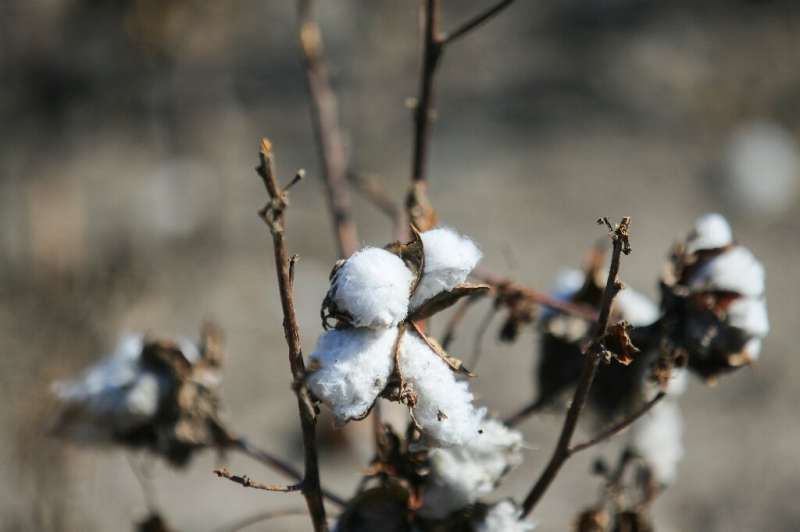 Texas produces almost half of America's cotton, and the United States is the world's third largest supplier, behind India and Ch