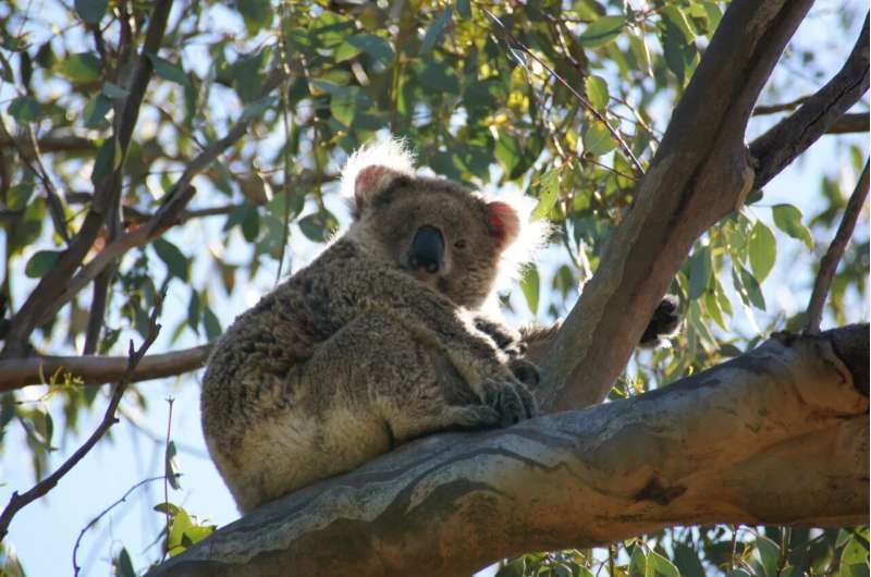 That lone, craggy gum tree on a farm? It's a lifeline for koalas