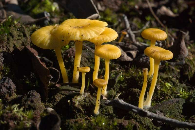 The ancient, intimate relationship between trees and fungi, from fairy toadstools to technicolour mushrooms