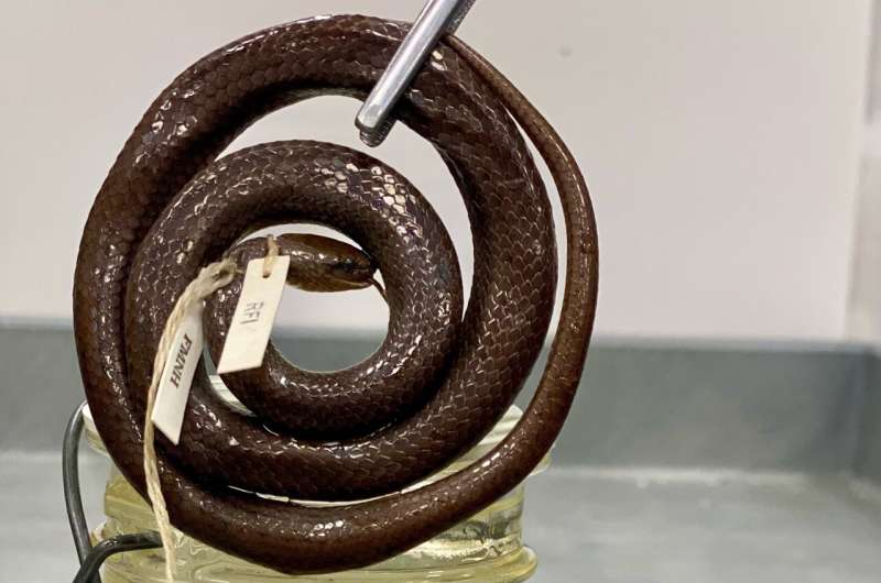 The art of getting DNA out of decades-old pickled snakes