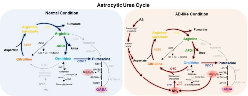 The astrocytic urea cycle in the brain controls memory impairment in Alzheimer's disease