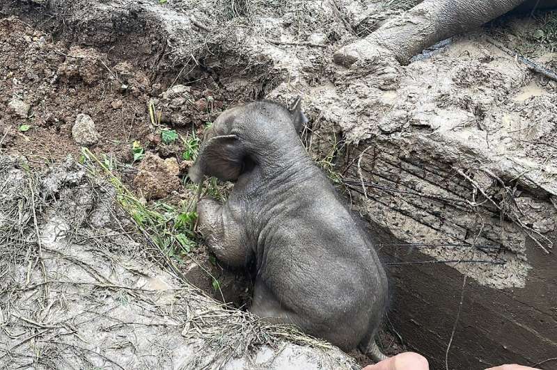 The baby elephant was initially unable to climb out of the steep pit