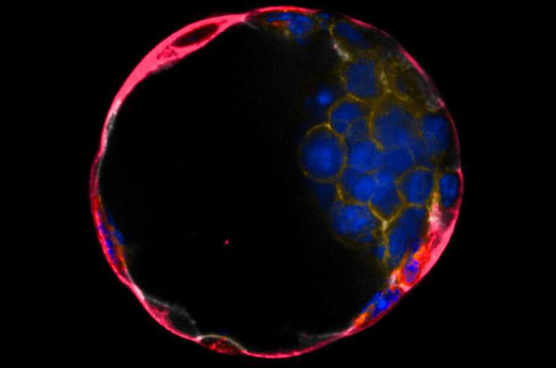 The beginning of life: The early embryo is in the driver's seat