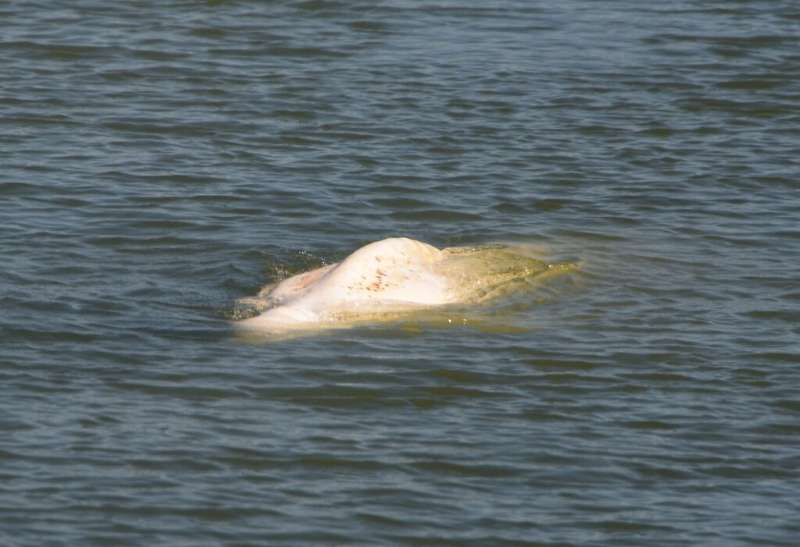 The beluga is only the second one who has been recorded seen in a French river since 1948