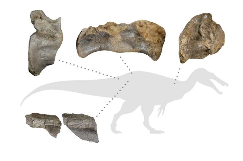 Les os les mieux conservés d'un spinosauride de roche blanche, y compris la vertèbre de la queue qui a permis de déterminer sa taille gigantesque