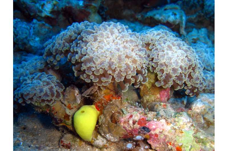 The biological clock of corals can function even without the algae that nourish them