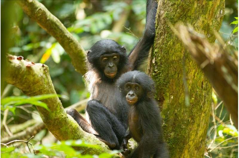 The birth of a younger sibling activates long-lasting stress reactions in young bonobos