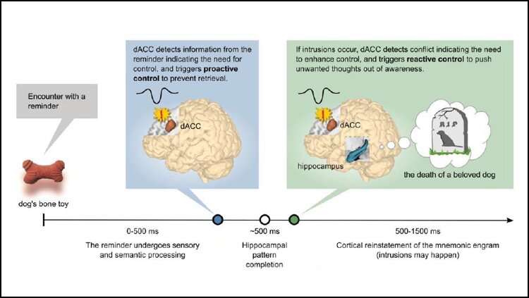 The brain employs an alarm system to suppress intrusive thoughts
