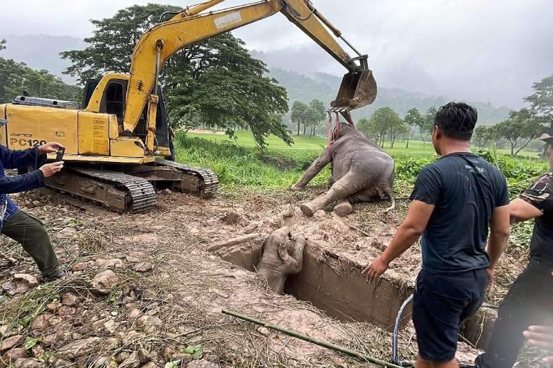 The calf fell into the drainage trough on the outskirts of the Royal Hills golf course in Nakhon Nayok province