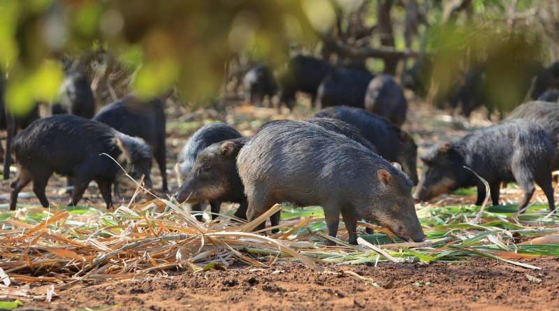 The case of Latin America's mysterious disappearing (and reappearing) white-lipped peccaries