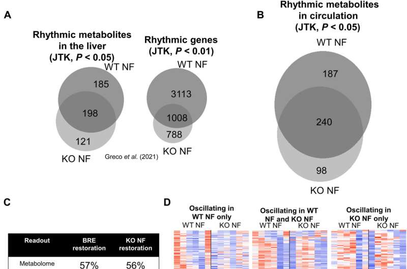 The central core clock machinery drives the majority of metabolic rhythms