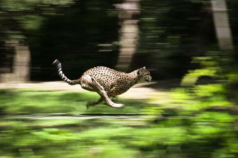 Гепард — самое быстрое наземное животное на Земле
