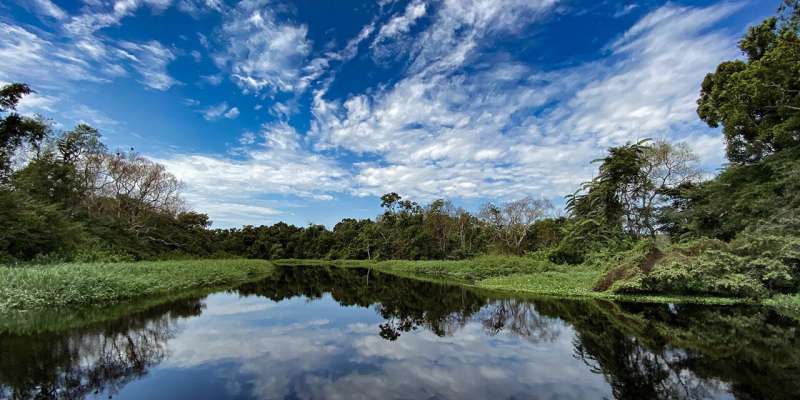 The Congo tropical forest is simply different