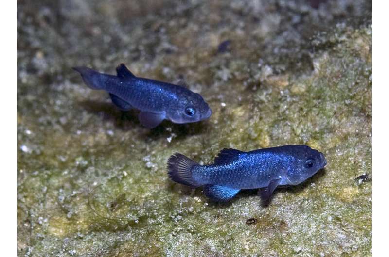 The Devil’s Hole pupfish has paddled back from the brink in a hellish desert domain