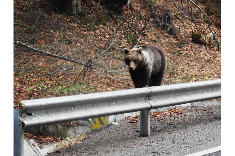 Tobele de război bat mai tare: Cum înfățișează presa românească urșii bruni?