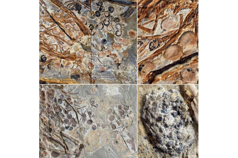 The early bird gets the fruit: Fossil provides earliest evidence of fruit-eating by any animal