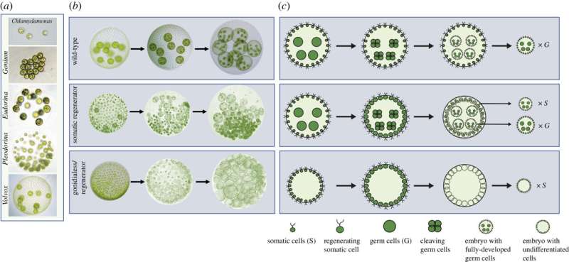 The environmental cost of cheating to overcome cooperation in simple multicellular organisms