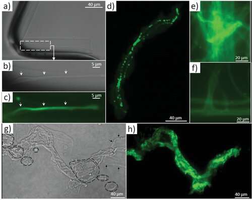 The evolutionary role of actin within sophisticated architectures of biosilica in sponges