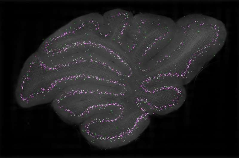 La primera caracterización detallada de las células del candelabro en la corteza cerebelosa 