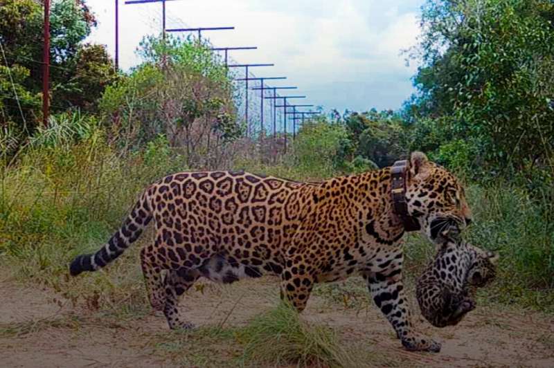 The first wild-born jaguar cubs in 70 years in Argentina's Ibera National Park  are the offspring of Arami, born at the Jaguar R