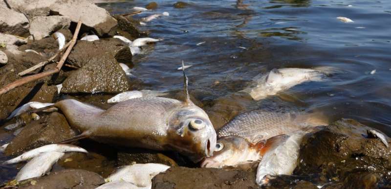 The fish floating by the German banks near the eastern town of Schwedt are believed to have washed upstream from Poland