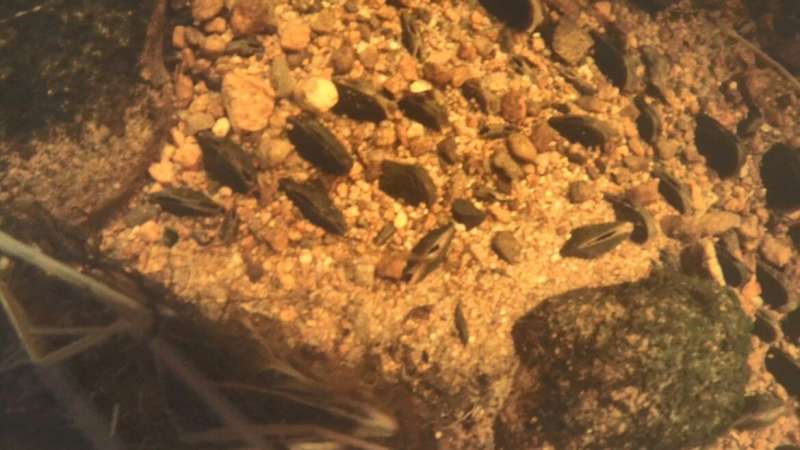 The freshwater pearl mussel favors the original salmon fish populations of the home river