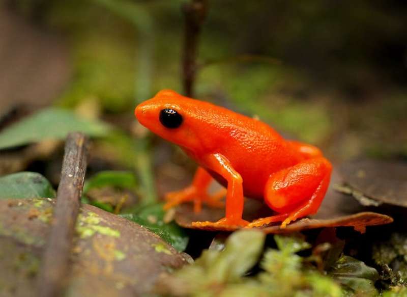 The frog and the gecko: why tropical species are at greater climate risk