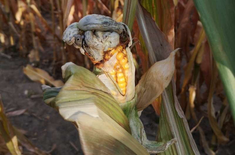 The fungal effector Rip 1 suppresses maize host defense responses
