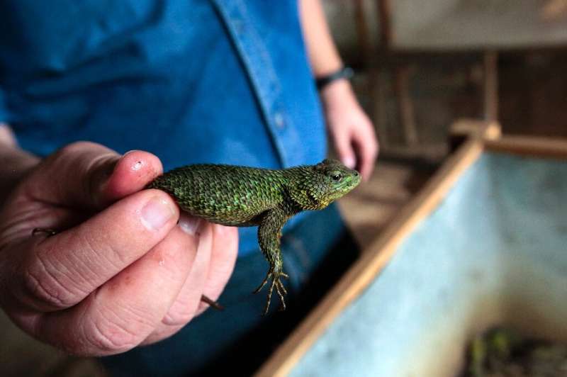 The Green spiny lizard is another species bred as an exotic 'pet'