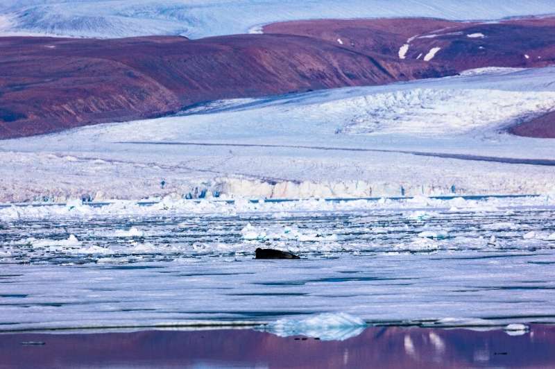 Ледяной щит Гренландии в настоящее время является основным фактором вздутия океанов Земли.
