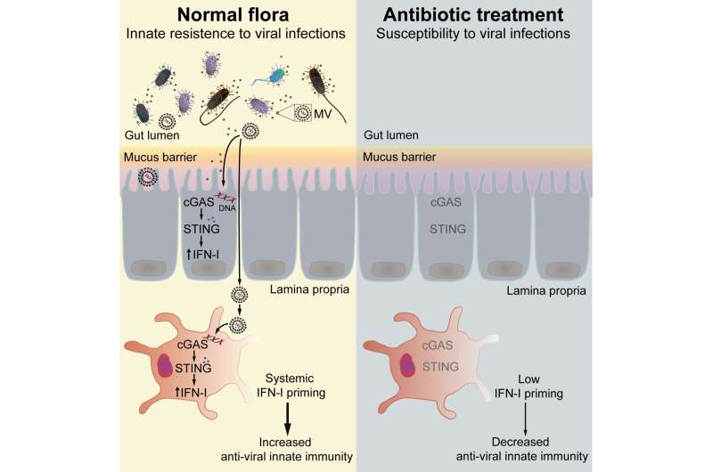 The gut microbiota protects against viral infections by keeping the immune system alert